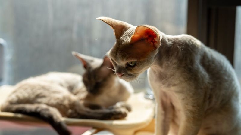 猫と暮らすミニマル賃貸の選び方